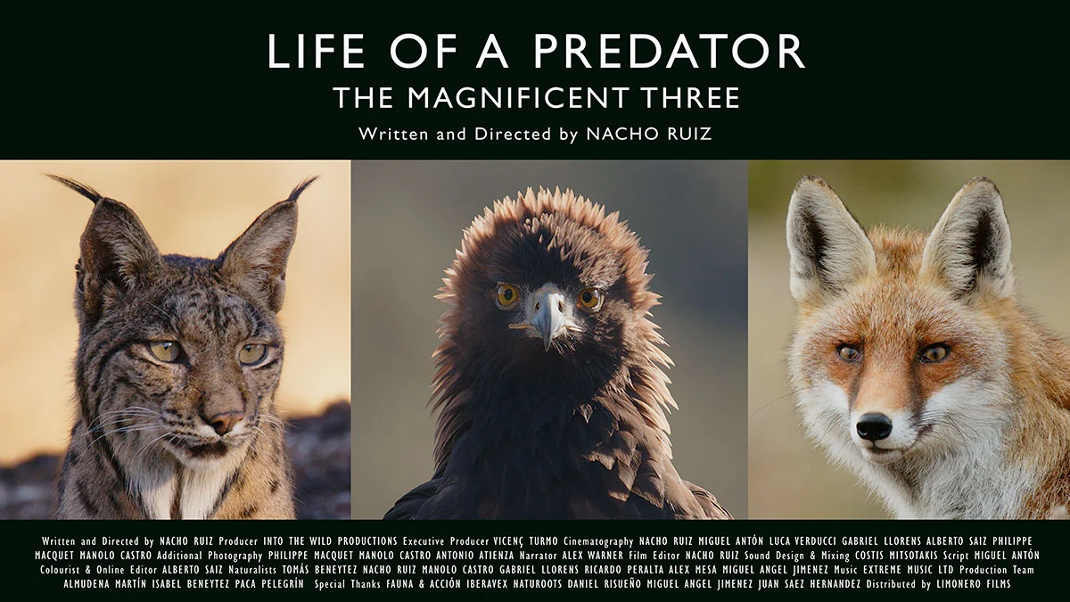 Life of a Predator