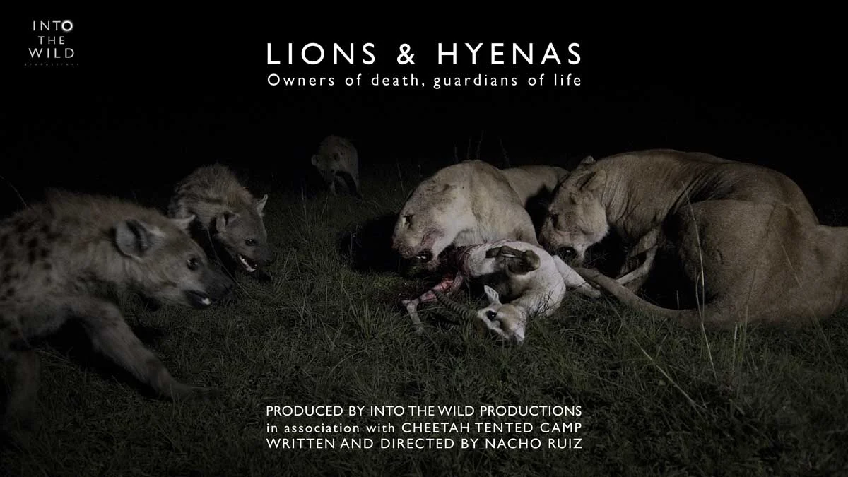 Lions & Hyenas