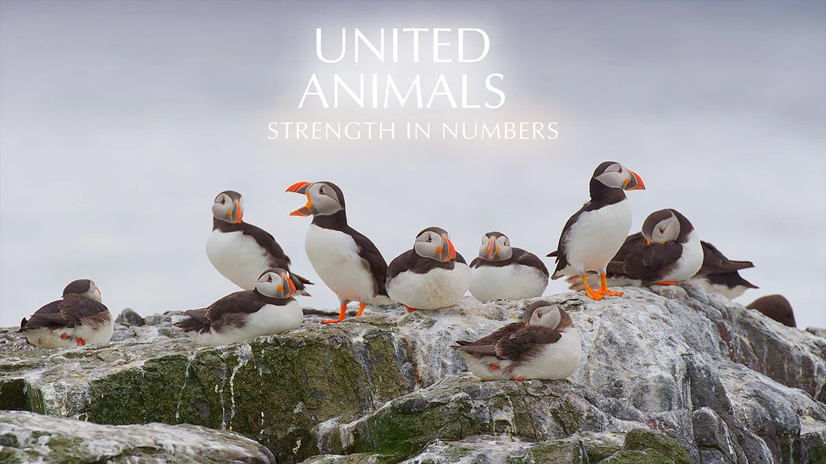United Animals