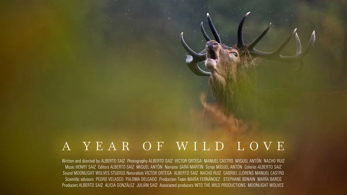 A Year of Wild Love